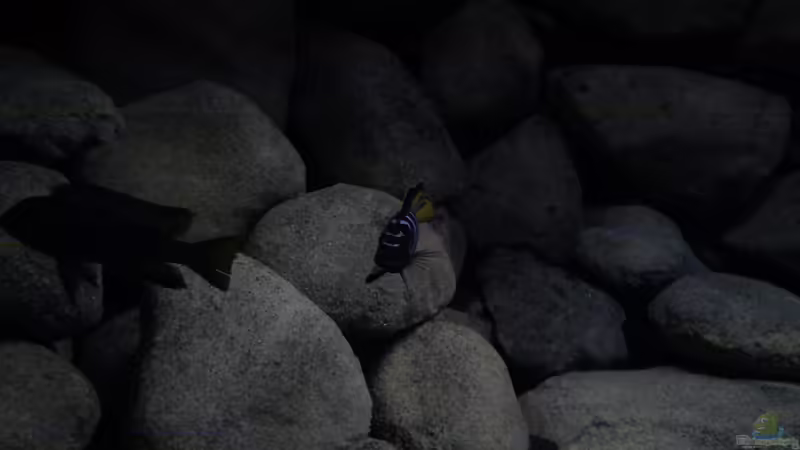 Besatz im Aquarium dark dream von LaEy (64)