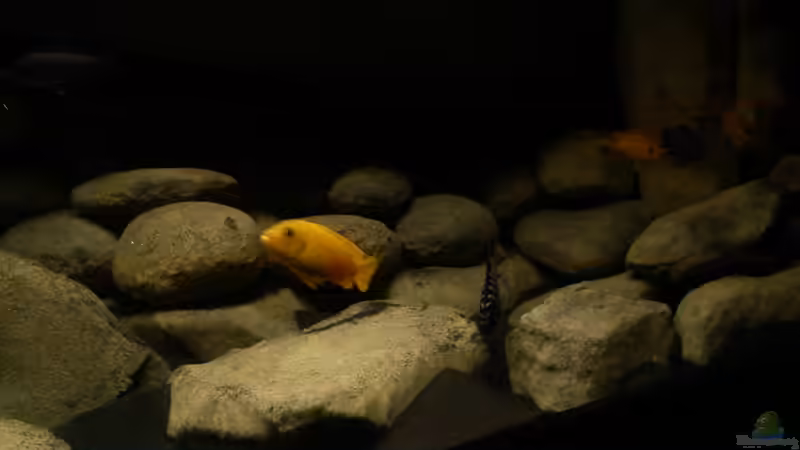 Besatz im Aquarium dark dream von LaEy (65)