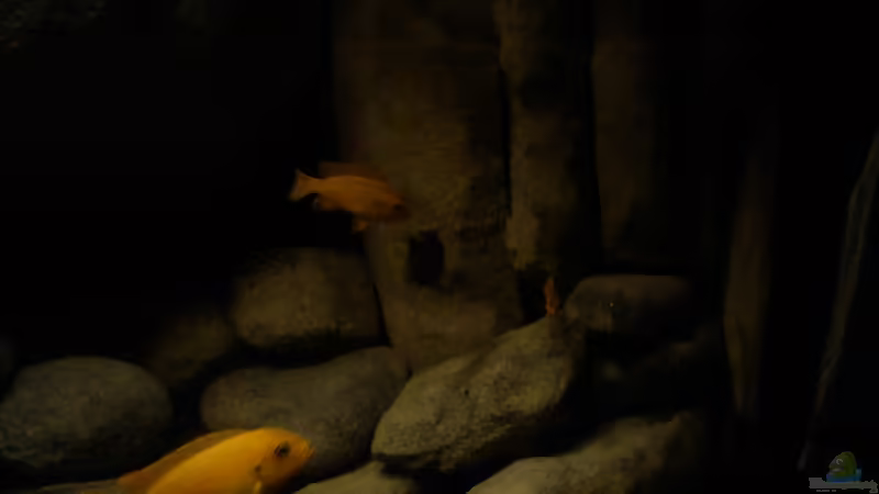 Besatz im Aquarium dark dream von LaEy (66)