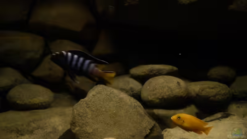 Besatz im Aquarium dark dream von LaEy (67)