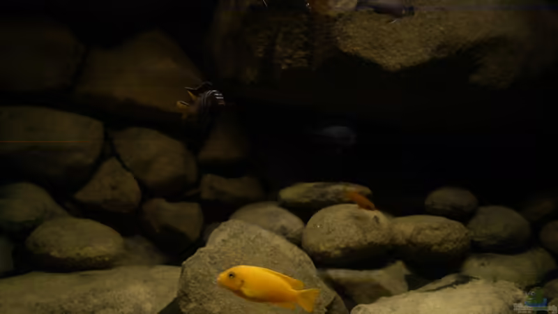 Besatz im Aquarium dark dream von LaEy (68)