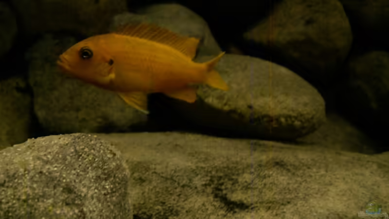 Besatz im Aquarium dark dream von LaEy (69)