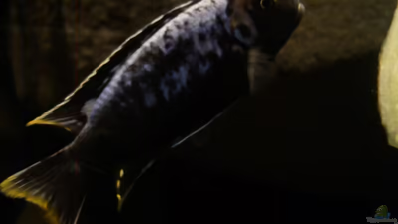 Besatz im Aquarium dark dream von LaEy (70)