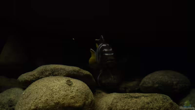 Besatz im Aquarium dark dream von LaEy (71)