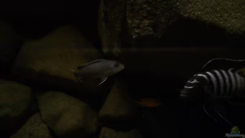 Besatz im Aquarium dark dream von LaEy (72)