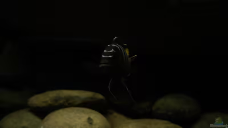 Besatz im Aquarium dark dream von LaEy (73)