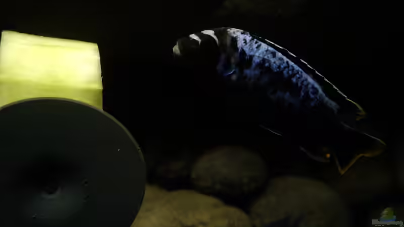 Besatz im Aquarium dark dream von LaEy (74)