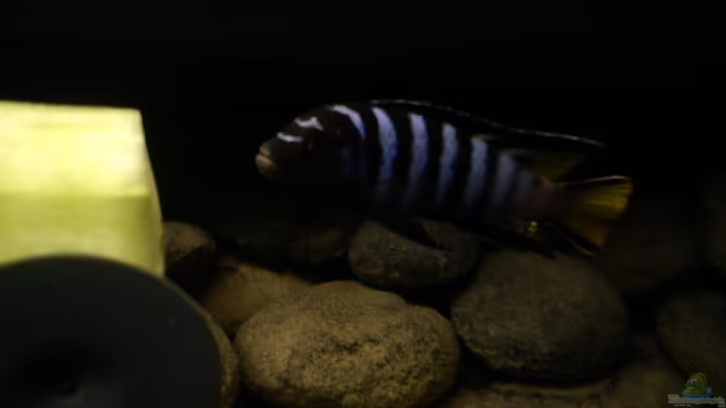 Besatz im Aquarium dark dream von LaEy (75)