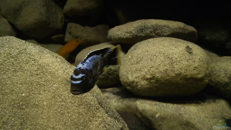 Besatz im Aquarium dark dream von LaEy (76)