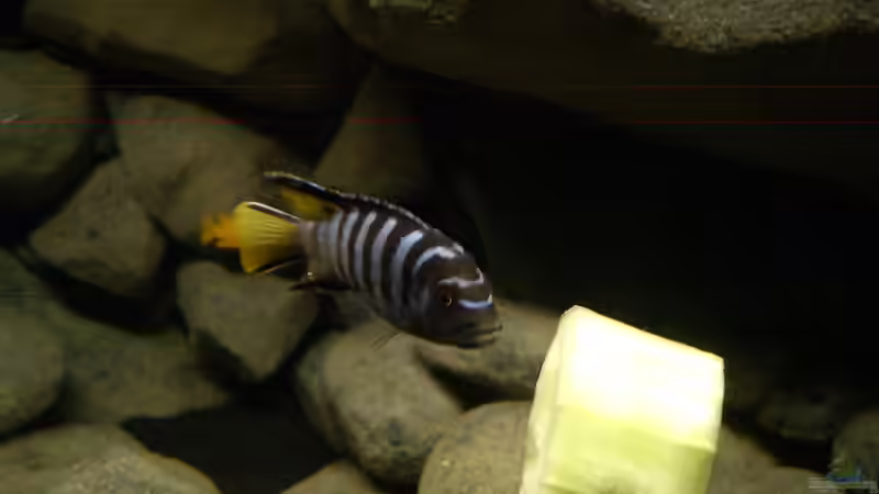 Besatz im Aquarium dark dream von LaEy (77)