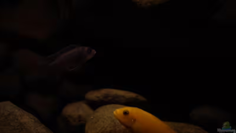 Besatz im Aquarium dark dream von LaEy (78)