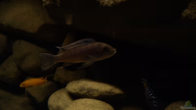Besatz im Aquarium dark dream von LaEy (79)