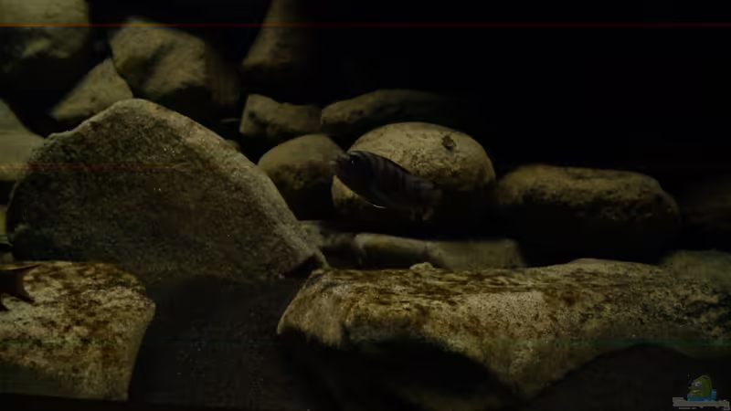 Besatz im Aquarium dark dream von LaEy (80)