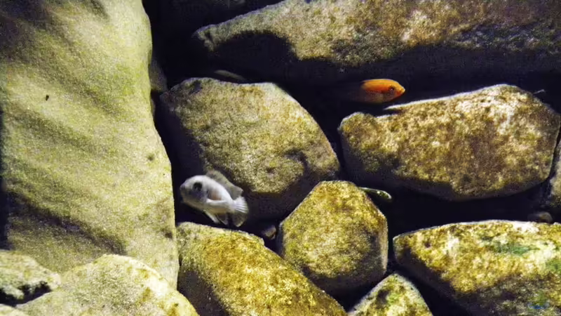 Besatz im Aquarium dark dream von LaEy (89)