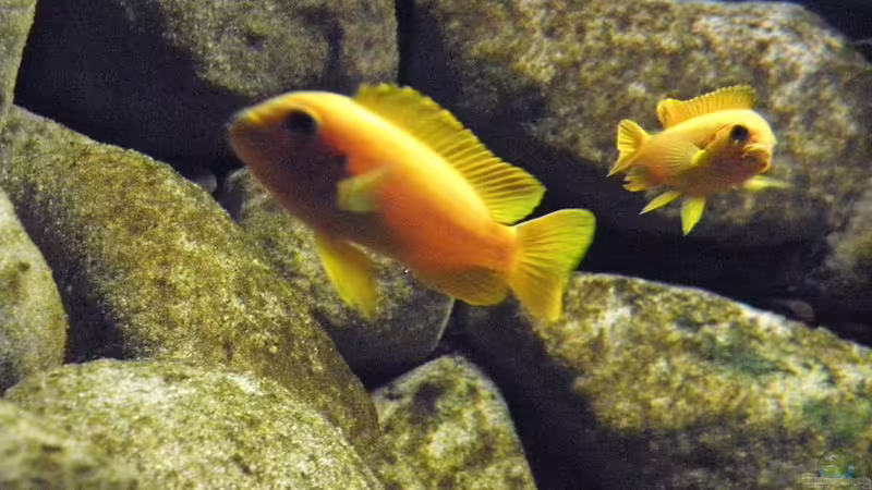 Besatz im Aquarium dark dream von LaEy (90)