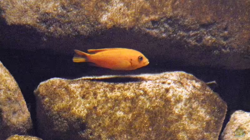 Besatz im Aquarium dark dream von LaEy (91)