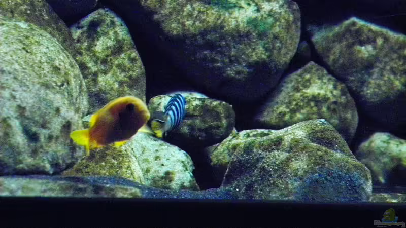 Besatz im Aquarium dark dream von LaEy (92)