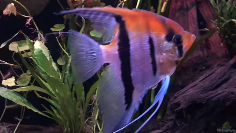 Besatz im Aquarium DARK ROOTS (aufgelöst) von der Steirer (54)