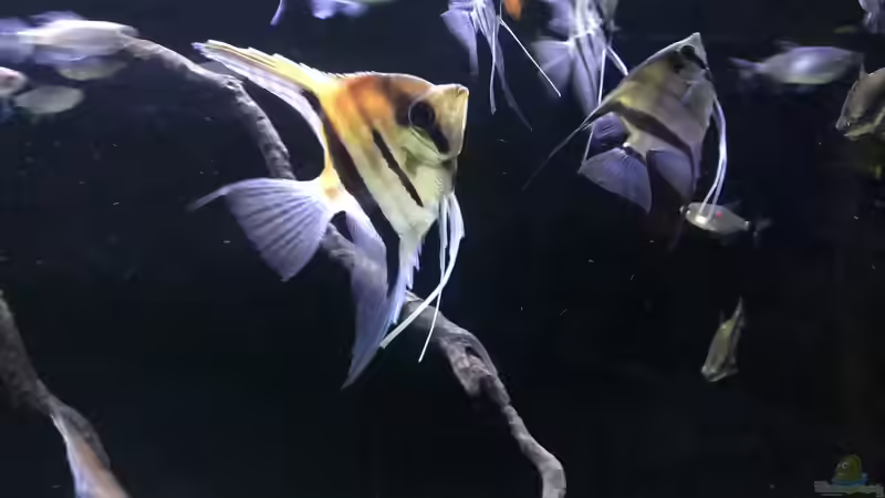 Besatz im Aquarium DARK ROOTS (aufgelöst) von der Steirer (56)