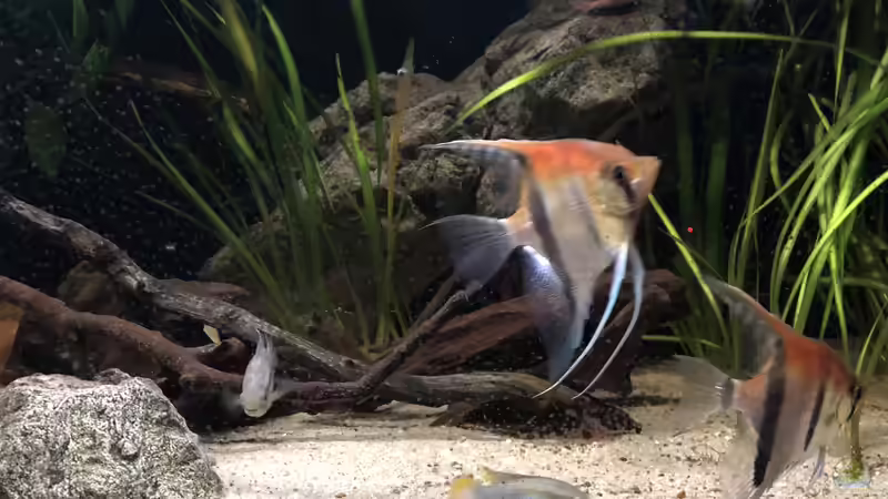 Besatz im Aquarium DARK ROOTS (aufgelöst) von der Steirer (57)