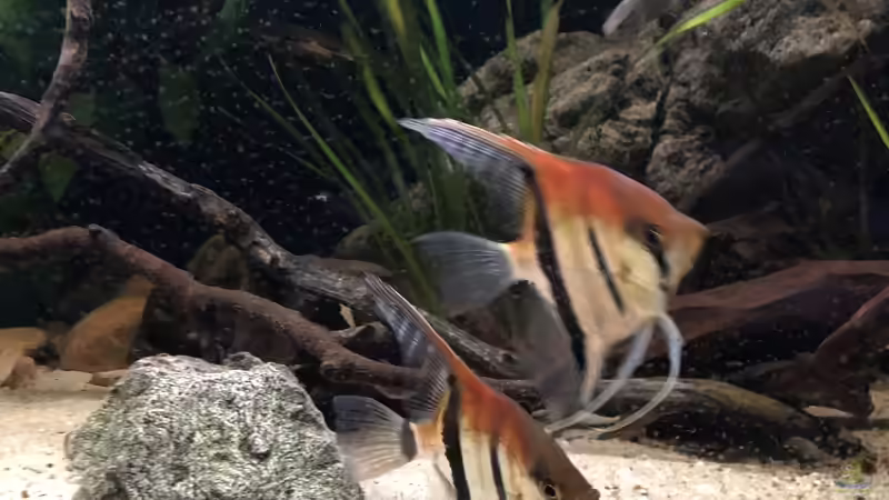 Besatz im Aquarium DARK ROOTS (aufgelöst) von der Steirer (58)