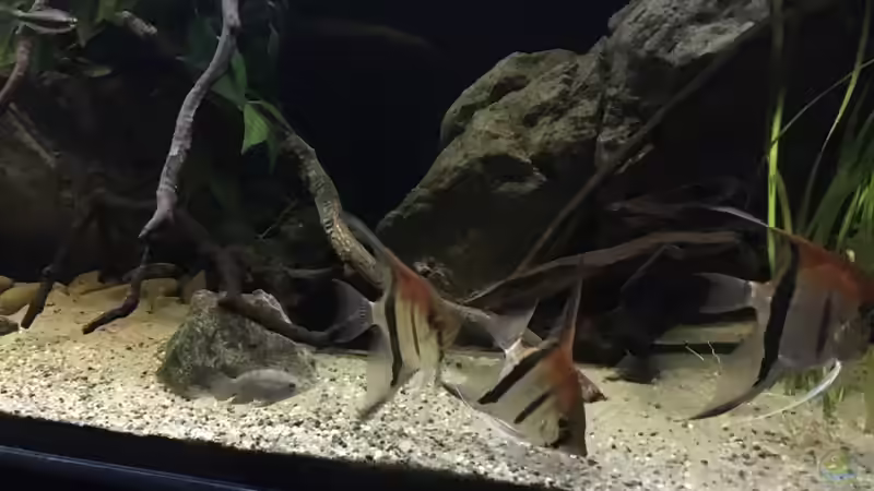 Besatz im Aquarium DARK ROOTS (aufgelöst) von der Steirer (59)