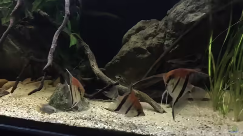 Besatz im Aquarium DARK ROOTS (aufgelöst) von der Steirer (60)