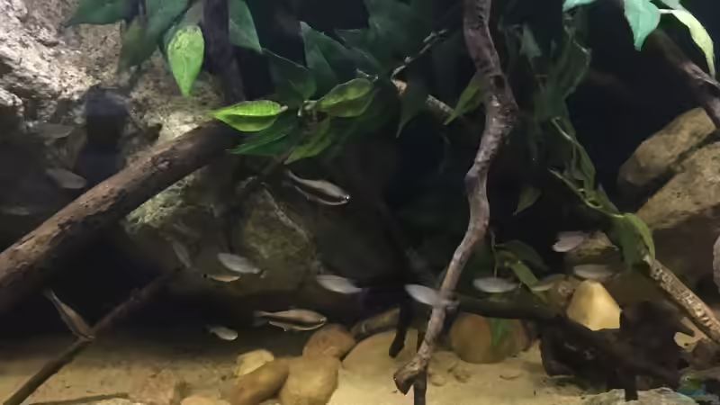 Besatz im Aquarium DARK ROOTS (aufgelöst) von der Steirer (61)