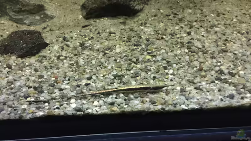 Besatz im Aquarium DARK ROOTS (aufgelöst) von der Steirer (62)