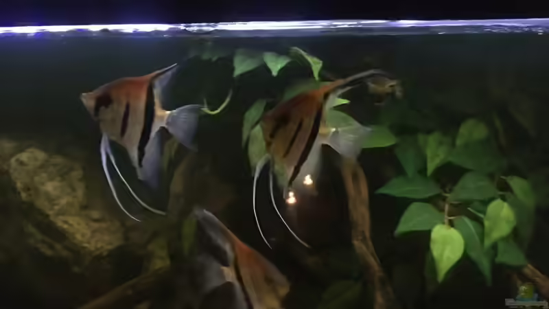 Besatz im Aquarium DARK ROOTS (aufgelöst) von der Steirer (64)