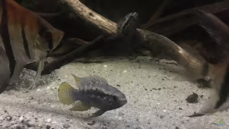 Besatz im Aquarium DARK ROOTS (aufgelöst) von der Steirer (65)