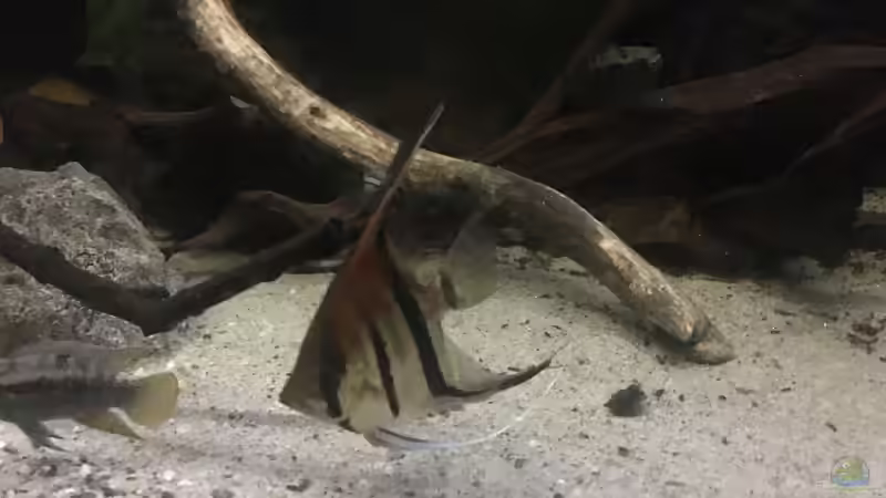 Besatz im Aquarium DARK ROOTS (aufgelöst) von der Steirer (66)