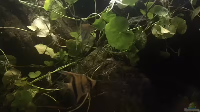 Besatz im Aquarium DARK ROOTS (aufgelöst) von der Steirer (69)