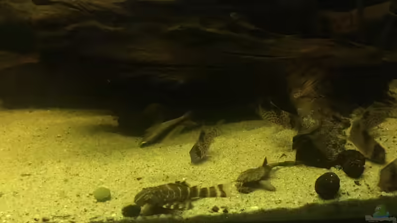 Besatz im Aquarium DARK ROOTS (aufgelöst) von der Steirer (70)