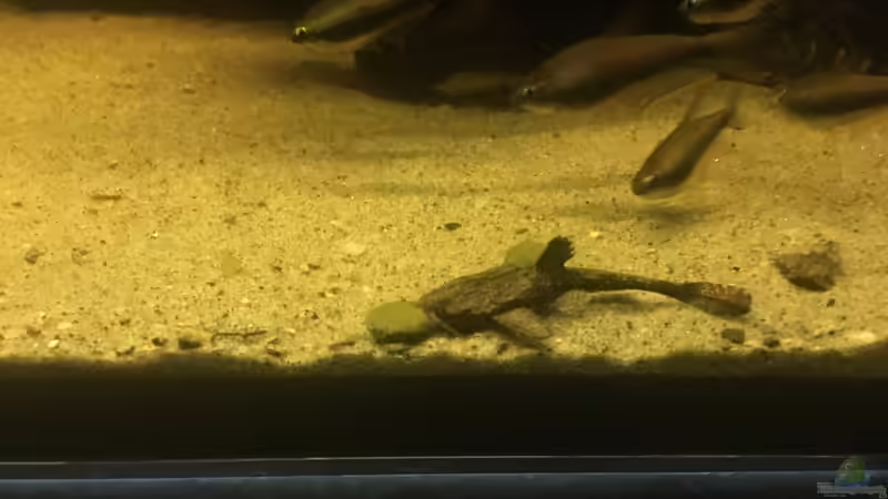 Besatz im Aquarium DARK ROOTS (aufgelöst) von der Steirer (72)