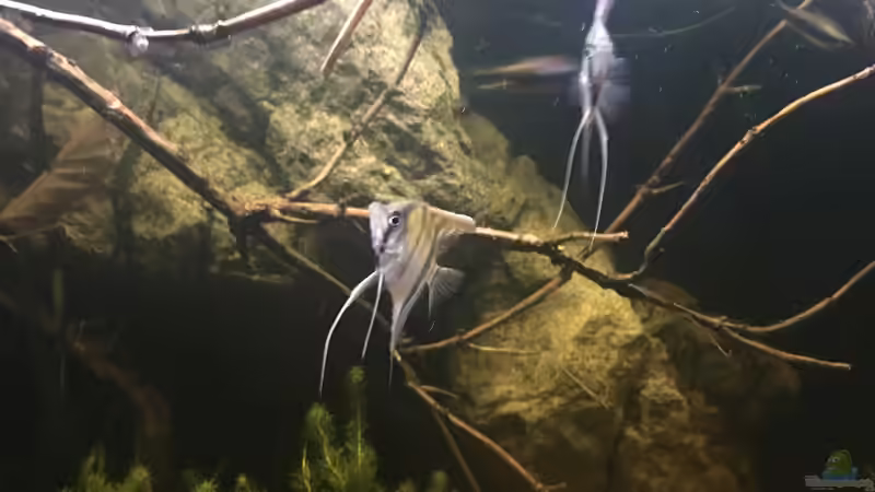 Besatz im Aquarium DARK ROOTS (aufgelöst) von der Steirer (74)