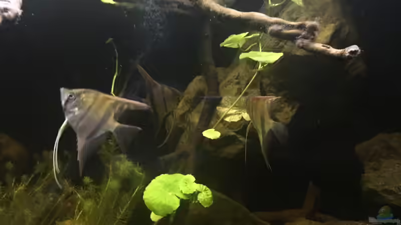 Besatz im Aquarium DARK ROOTS (aufgelöst) von der Steirer (77)