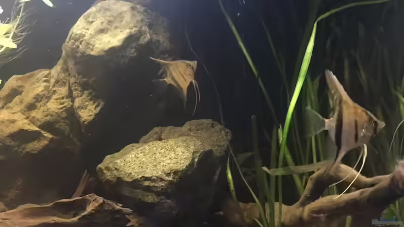 Besatz im Aquarium DARK ROOTS (aufgelöst) von der Steirer (80)