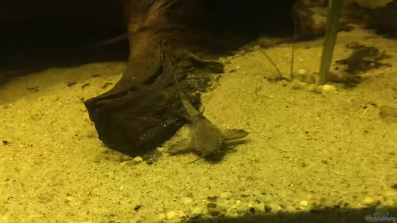 Besatz im Aquarium DARK ROOTS (aufgelöst) von der Steirer (81)