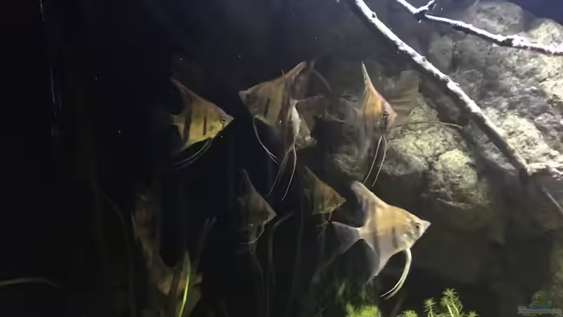 Besatz im Aquarium DARK ROOTS (aufgelöst) von der Steirer (83)