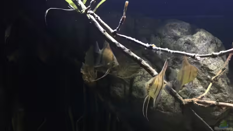 Besatz im Aquarium DARK ROOTS (aufgelöst) von der Steirer (84)