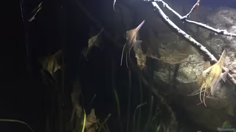 Besatz im Aquarium DARK ROOTS (aufgelöst) von der Steirer (85)