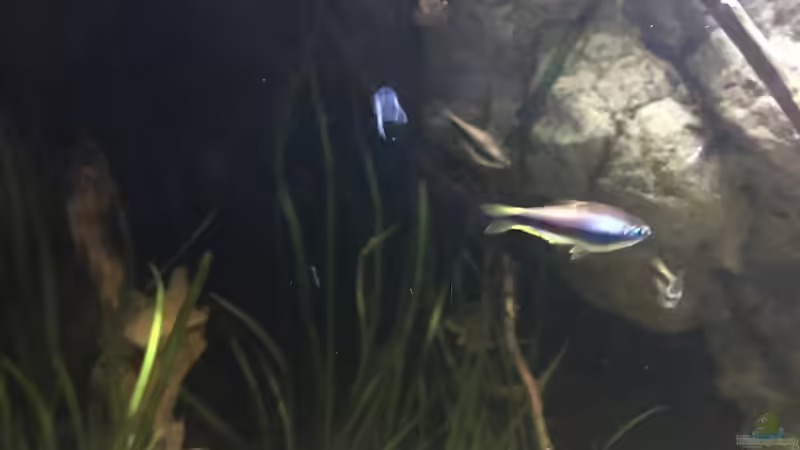 Besatz im Aquarium DARK ROOTS (aufgelöst) von der Steirer (86)