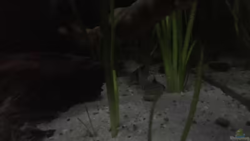 Besatz im Aquarium DARK ROOTS (aufgelöst) von der Steirer (87)