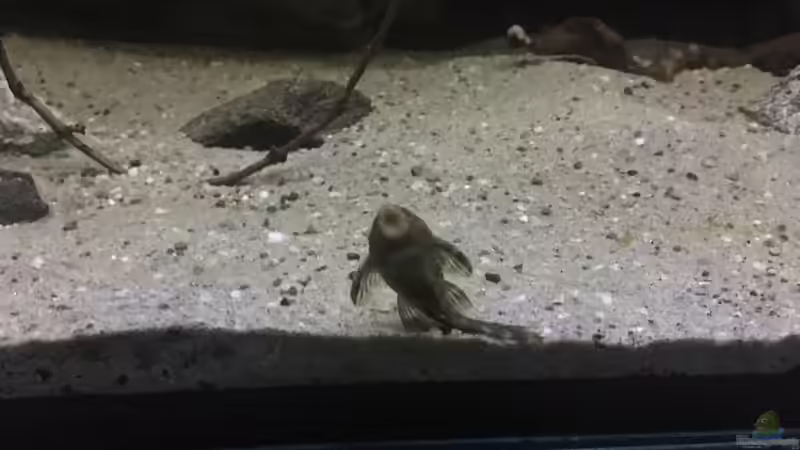 Besatz im Aquarium DARK ROOTS (aufgelöst) von der Steirer (88)