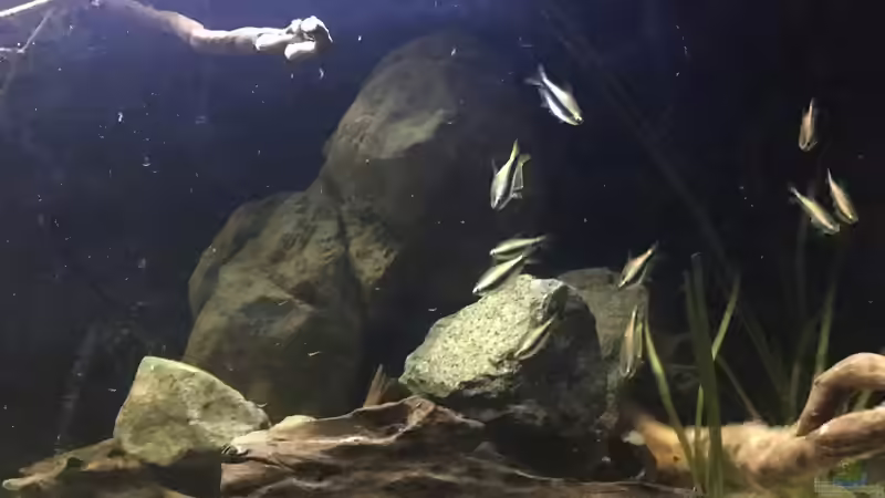 Besatz im Aquarium DARK ROOTS (aufgelöst) von der Steirer (90)