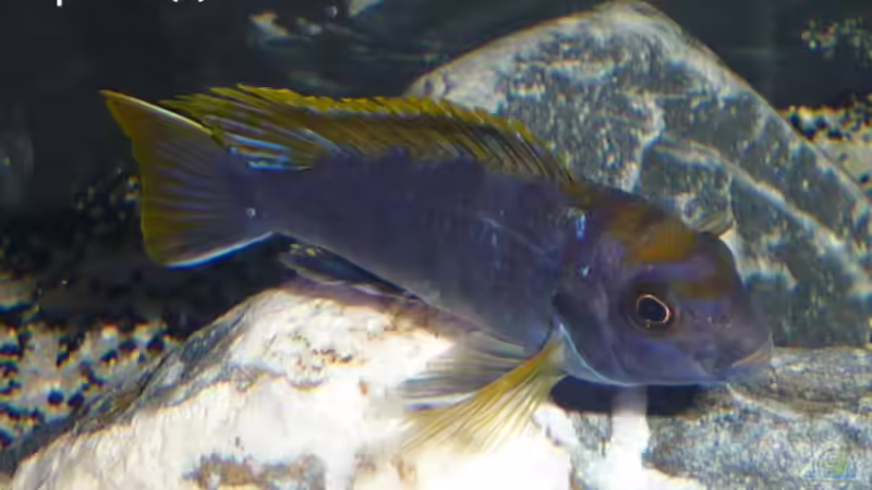 Besatz im Aquarium Dark Stone MBuna-aufgelöst- von AjakAndi (12)