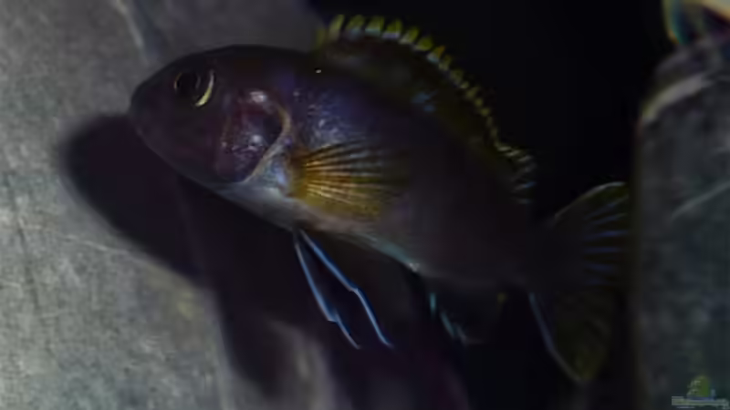 Besatz im Aquarium Dark Stone MBuna-aufgelöst- von AjakAndi (13)