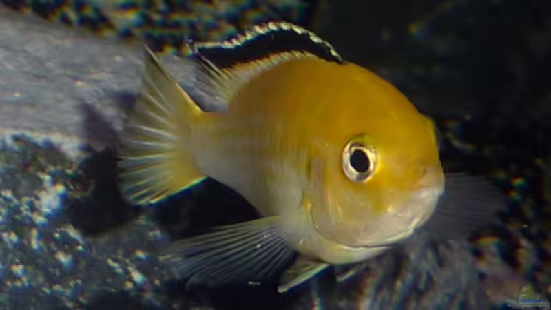 Besatz im Aquarium Dark Stone MBuna-aufgelöst- von AjakAndi (15)