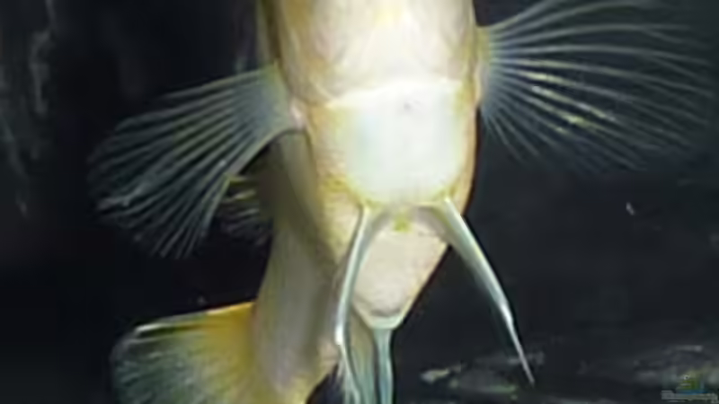 Besatz im Aquarium Dark Stone MBuna-aufgelöst- von AjakAndi (16)